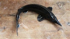 保育類動物中華鱒（圖／翻攝自百度百科）