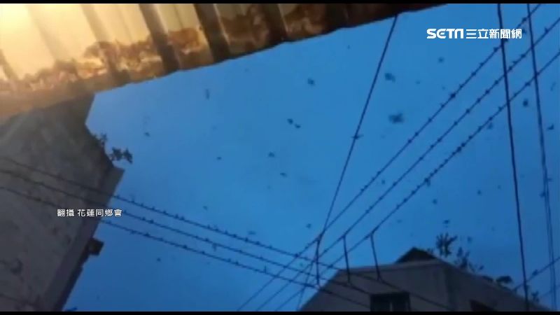 花蓮鳥糞空襲　萬燕停家門出門得撐傘
