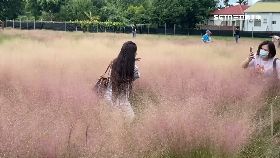 f粉紅草危害1200