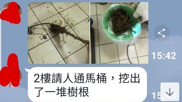 「樹妖」過街爬2層樓　竄管線堵馬桶