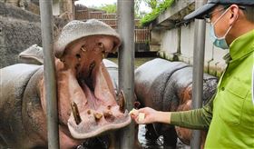 動物園提供,河馬