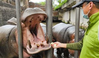 河馬怕苦躲起來不吃藥！治療靠藥浴