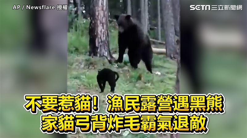漁民露營遇黑熊　家貓炸毛霸氣護主
