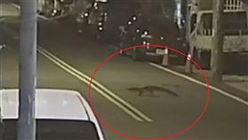 新竹,竹北,寵物鱷魚,里長,朱健銘（圖／翻攝畫面）