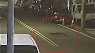 寵物鱷魚逃家逛大街　里長急發布協尋