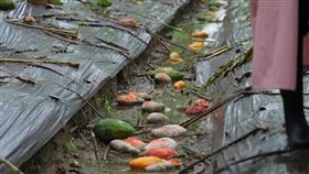 農損（翻攝自陳吉仲臉書）