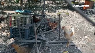 賊偷雞不承認　主人關鍵1句讓他認罪