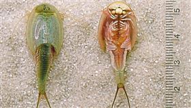 三眼恐龍蝦（維基）