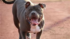 比特犬
圖／翻攝自pixabay
https://pixabay.com/images/id-5719208/