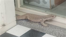 桃園,觀音,蜥蜴,里長,吳進昌（圖／翻攝樹林里長吳進昌臉書）