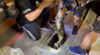 竹北「離家鱷」找到了！拉出畫面曝光