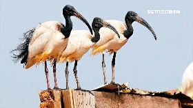 補巫婆特.攻0930