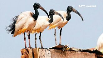 巫婆鳥花蓮現蹤！部落獵人出動清零