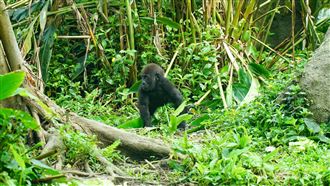 金剛猩猩和山羌變麻吉　玩過頭竟大哭