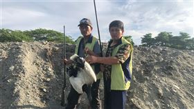 花蓮林管處移除埃及聖(瞏鳥)（2）花蓮首度發現外來種「埃及聖(瞏鳥)」蹤跡，基於對物種危害，花蓮林區管理處啟動清零計畫，找來銅門部落獵人共組專案移除隊至現場處理，18日現身花蓮的3隻埃及聖(瞏鳥)全數移除。（花蓮林區管理處提供）中央社記者李先鳳傳真  110年8月18日