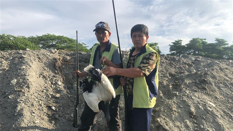 「埃及聖䴉」入侵花蓮　獵人成功移除