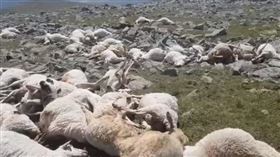 數道閃電劃過天空，下一秒550隻羊竟集體暴斃。（圖／翻攝自「JNEWS.ge-Информационный центр Джавахети」臉書）