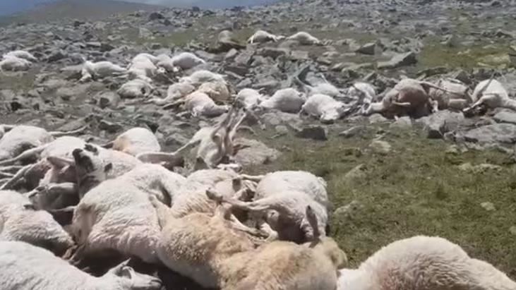 5百羊同時翻肚慘死！飼主吐駭人真相