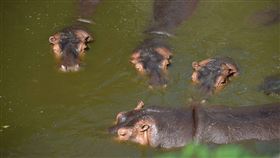 台北市立動物園提供