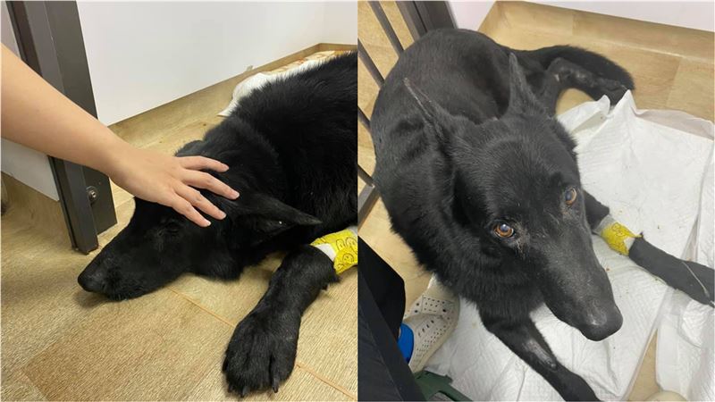 各路愛心援助！維冠搜救犬挺過手術
