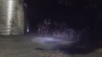 彰化野鹿下山亂竄覓食　民眾目睹嚇壞