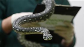 無毒鑽石蟒，圖／路透社／達志影像