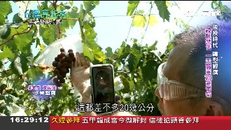 後疫時代農業轉型　視訊銷售賣農產品