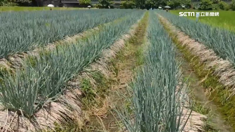 三星蔥價飆！每公斤89元變231元