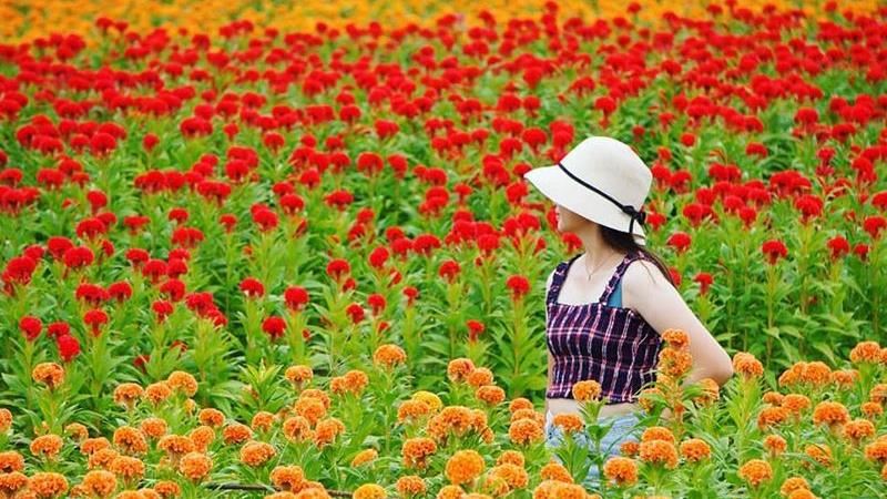 彰化秘境　兩處賞花地點一次拍！