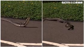 河濱公園驚見「2超巨雨傘節」交纏激戰！超狂影片流出（圖／Yu Hang Wang授權提供）