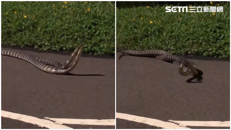 「超巨雨傘節」交纏激戰　超狂畫面曝