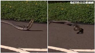 「超巨雨傘節」交纏激戰　超狂畫面曝