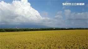 ▲農民們觀察到只要立秋沒下雨，收成就會不好。（示意圖／翻攝自三立新聞網）