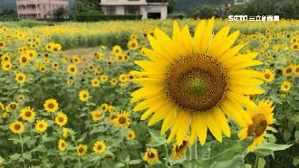 金山向日葵花海綻放　民眾朝聖搶拍照