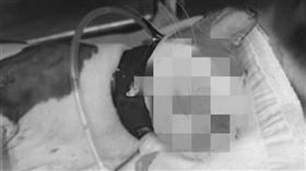 王男為逼女友回家，竟持熱水澆小貓。（圖／翻攝畫面）