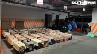 超扯漁船走私！200隻貓恐安樂死　
