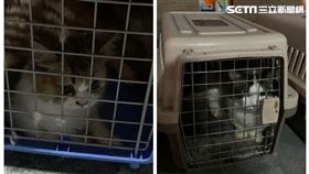 高雄,海巡,查緝隊,貓,俄羅斯藍貓,布偶貓,安樂死