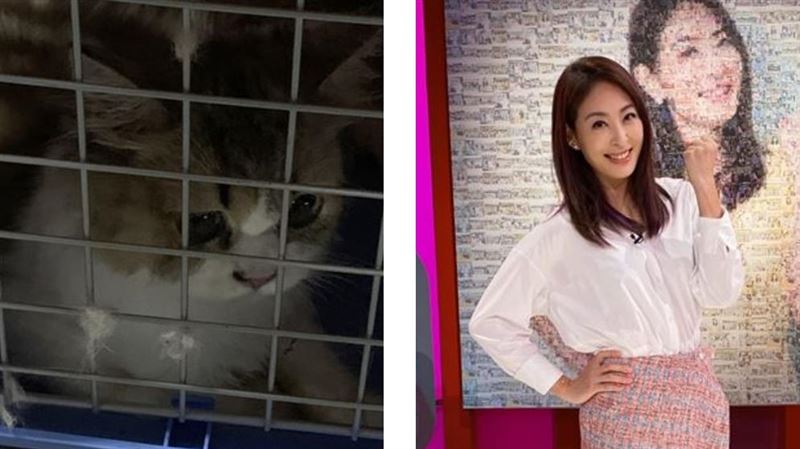 200走私貓被人道處理…賈永婕哭了