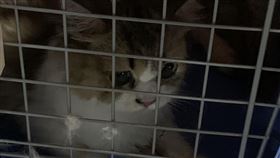 高雄,海巡,查緝隊,貓,俄羅斯藍貓,布偶貓