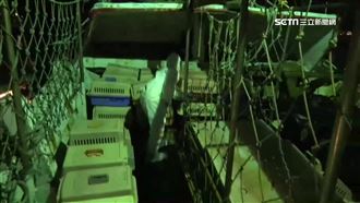 10年銷毀2千隻！走私貓暴增10倍