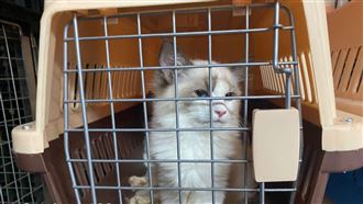 154隻走私貓安樂死　農委會曝原因