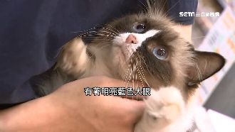 台灣貓奴超多　寵物商機年逾200億