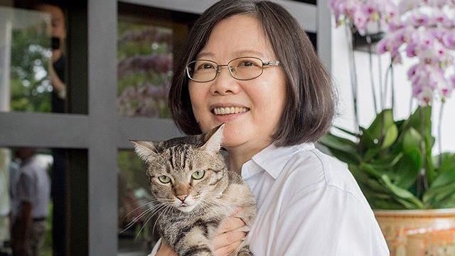 154走私貓安樂死　蔡英文發聲了