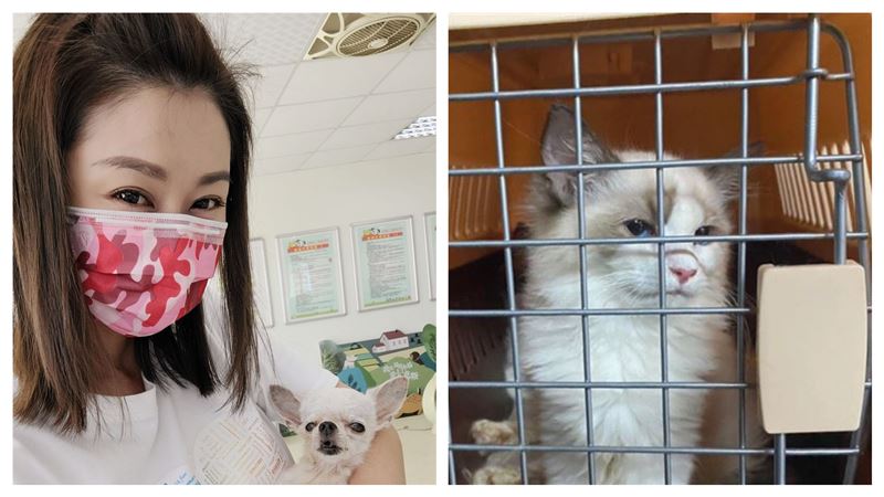 154隻走私貓安樂死　天驕女神心碎