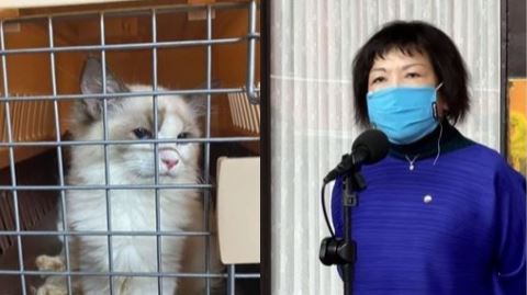 走私貓安樂死！葉毓蘭：牠們不是商品