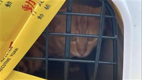 高雄,走私,海巡,貓,活體,數量,安樂死