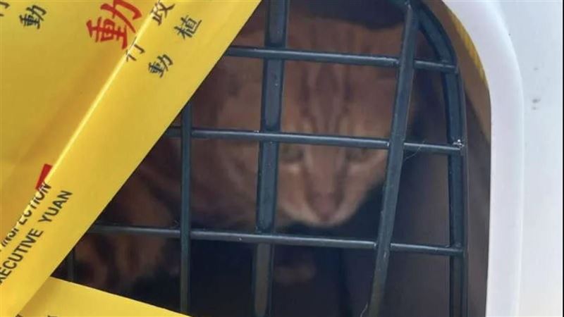 走私貓不同命？這貓坐船來免死網熱議