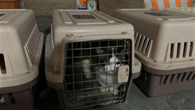 高雄,海巡,查緝隊,貓,俄羅斯藍貓,布偶貓