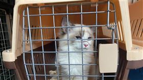 高雄,走私,海巡,貓,活體,數量,安樂死