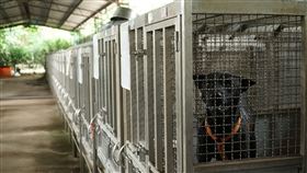 新竹縣收容所,流浪犬,安樂死,（圖／新竹縣政府提供）